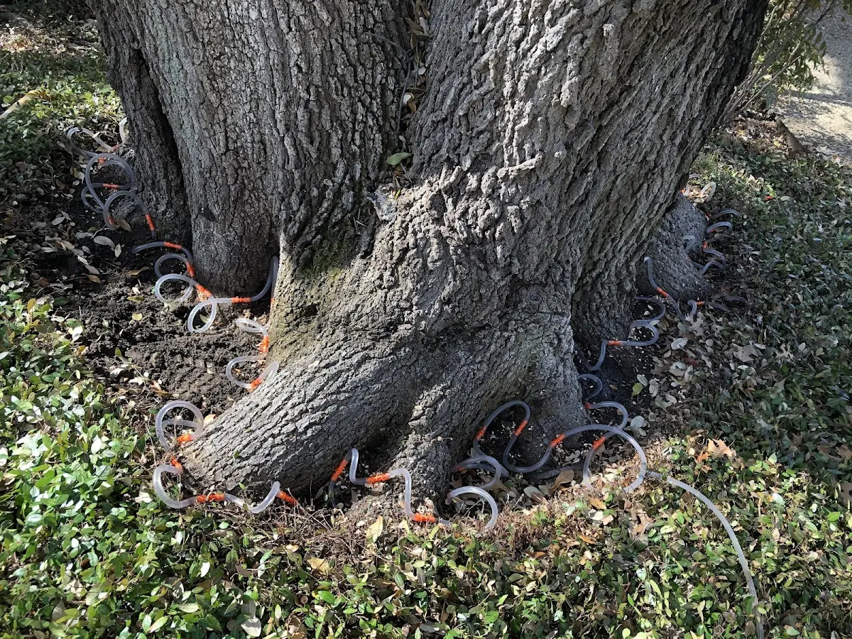 Detailed Tree Cabling and Bracing job site in Tarpon Springs