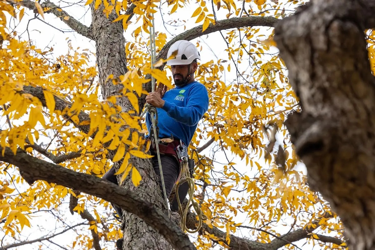 Skilled Tree Planting crew working in Tarpon Springs